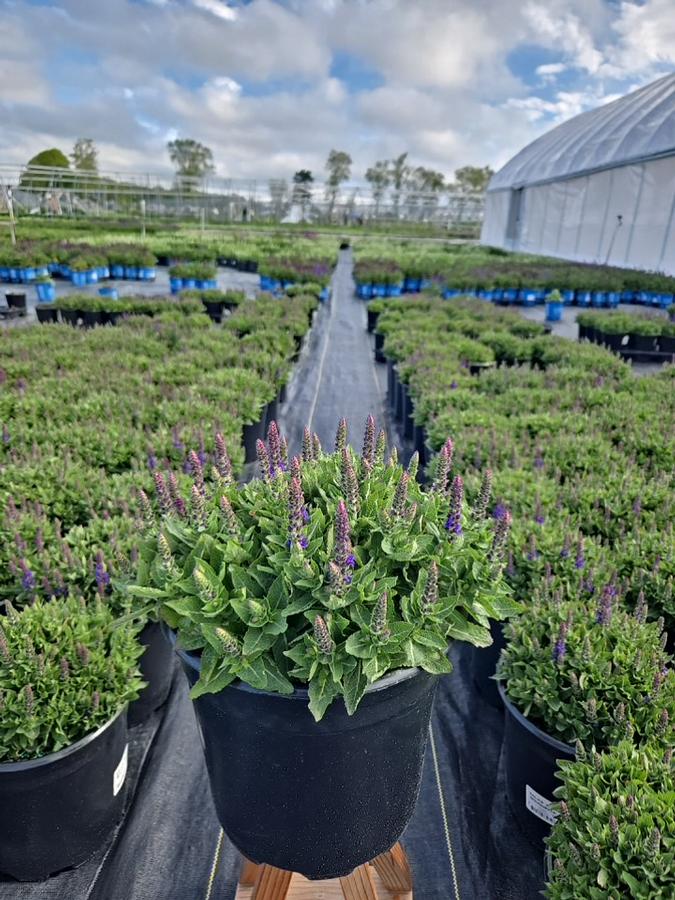 Salvia nemorosa Blue Bouquetta®