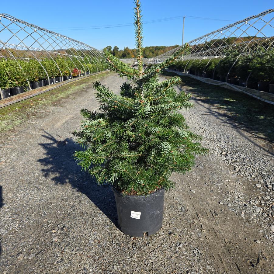Abies nordmanniana 