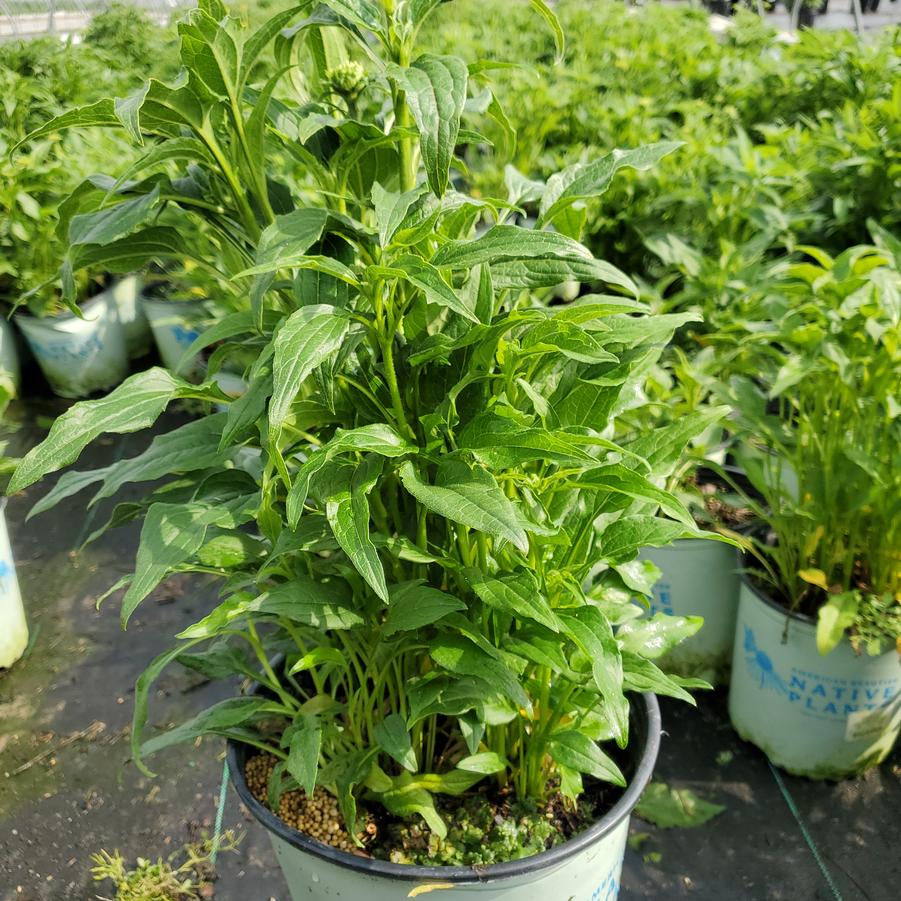 Echinacea purpurea 'Mellow Yellows'