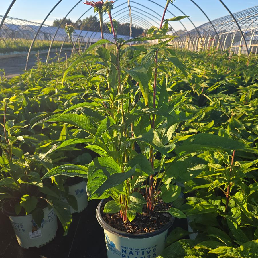 Echinacea purpurea 'Ruby Star'
