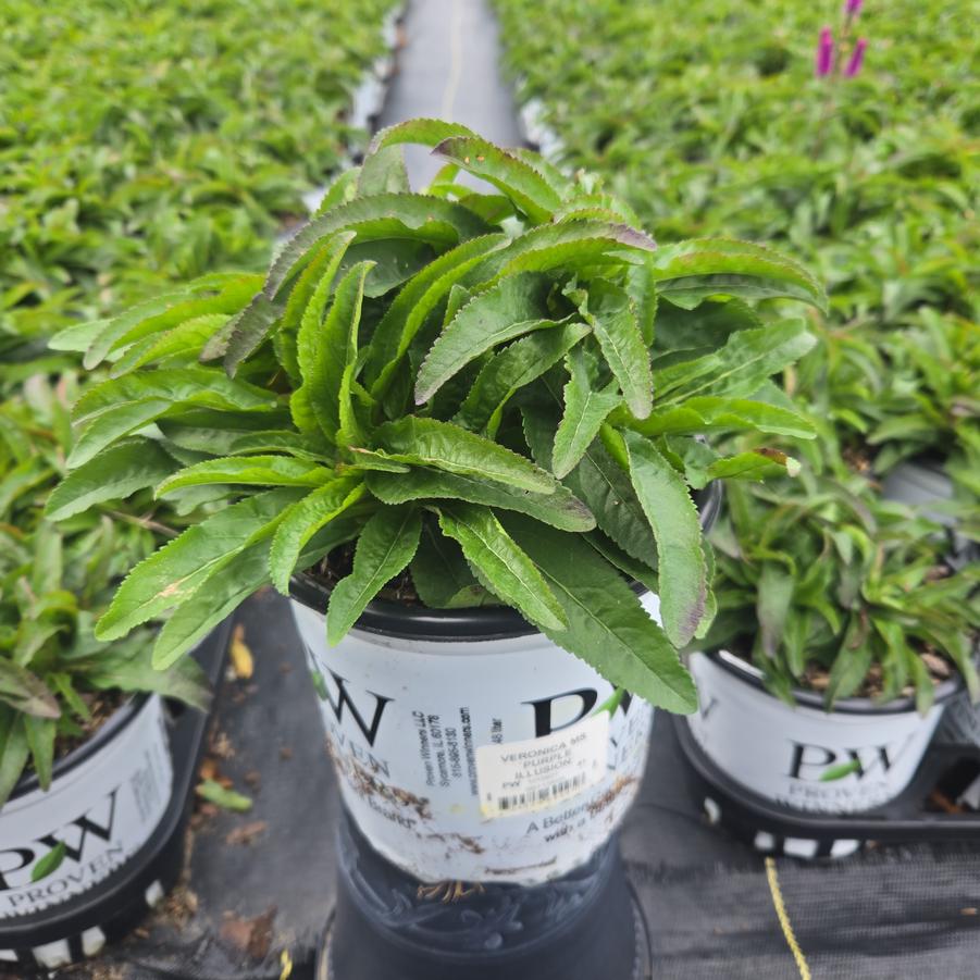 Veronica x Magic Show® 'Purple Illusion'