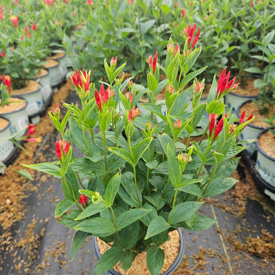 Spigelia marilandica 'Little Red Head'