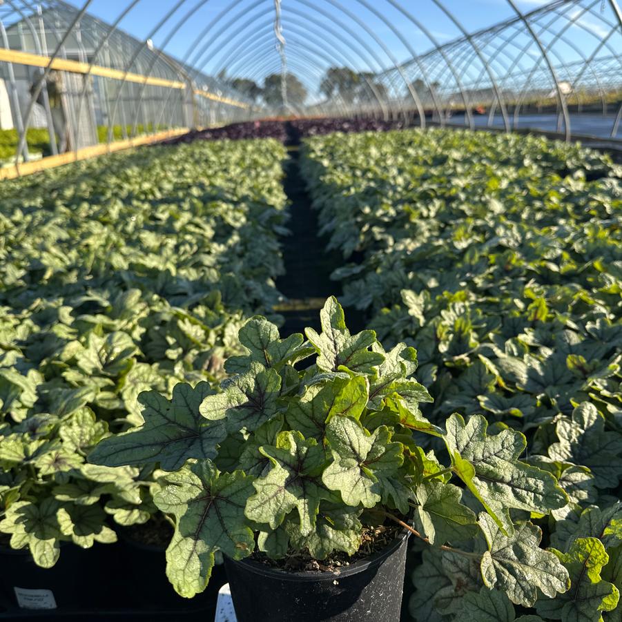 Heucherella 'Pink Fizz'