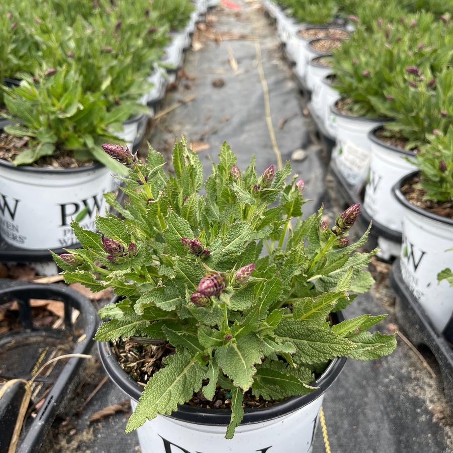 Salvia nemerosa 'Pink Profusion'