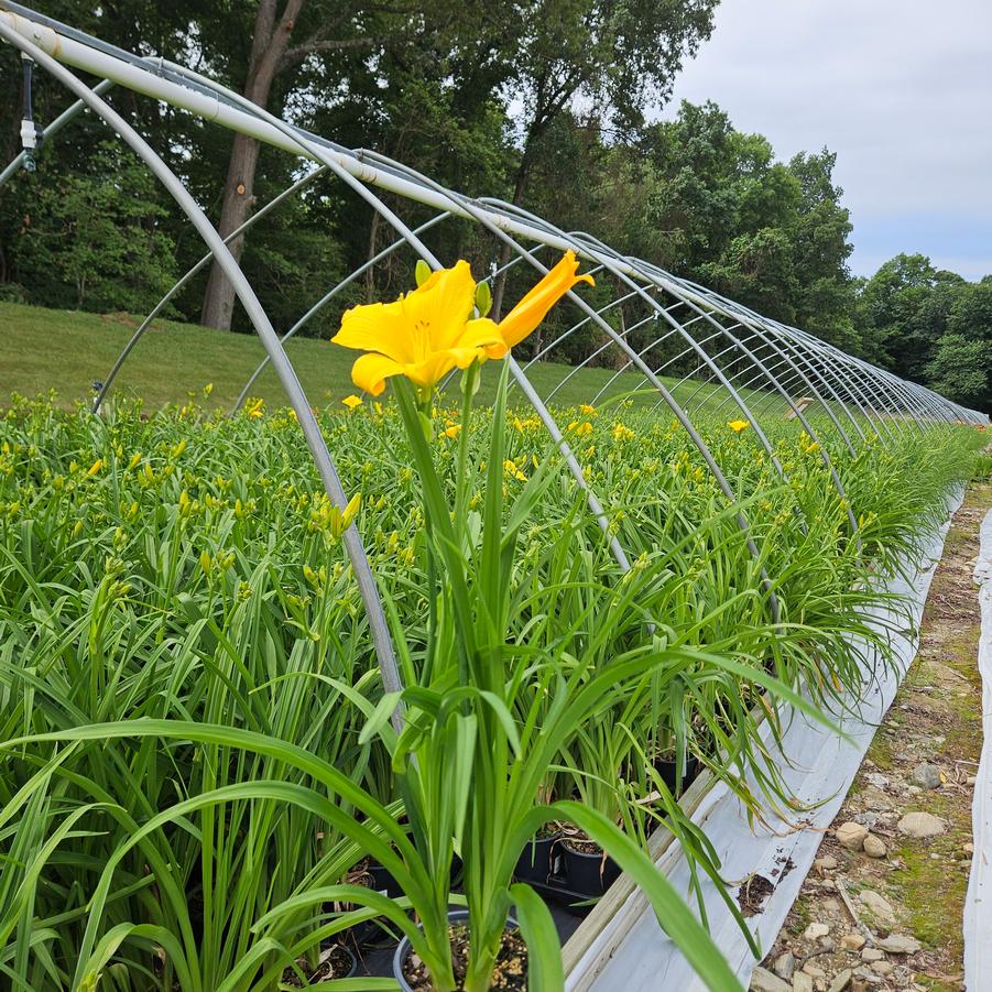 Hemerocallis 'Buttered Popcorn'