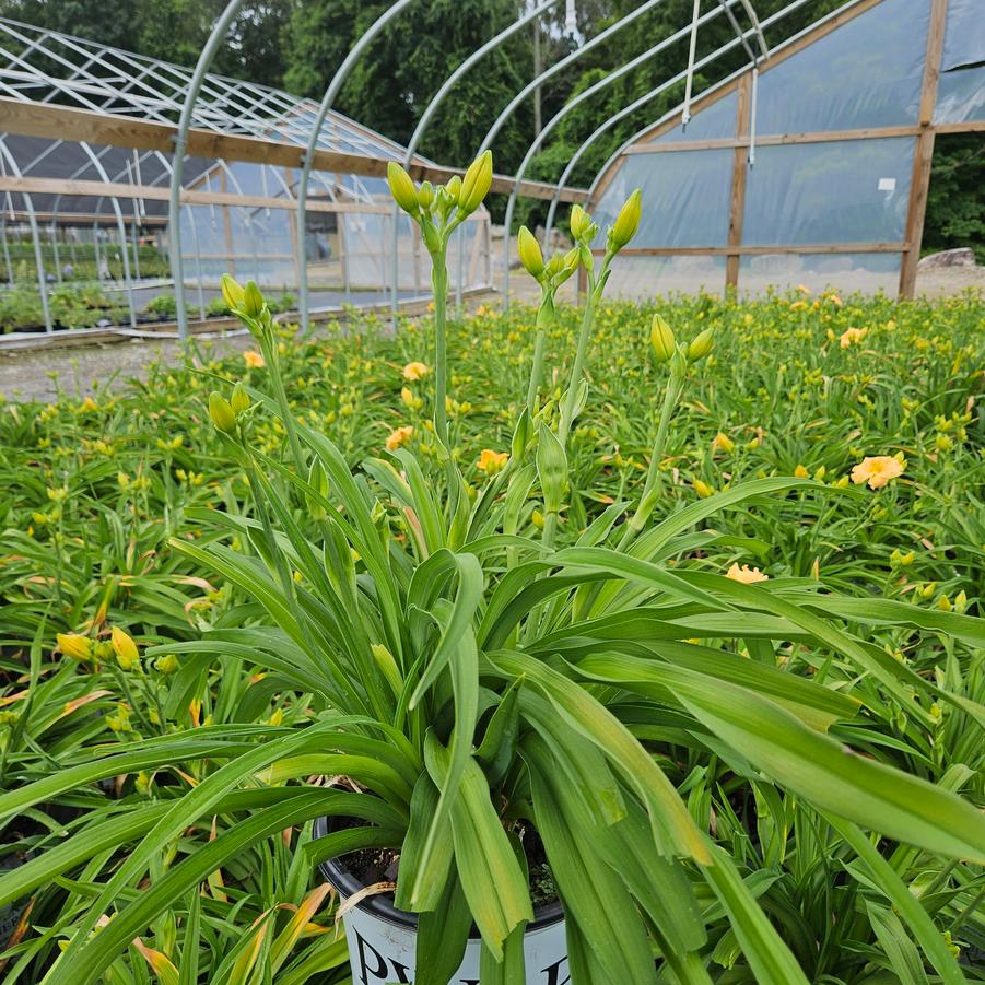 Hemerocallis hybrid Rainbow Rhythm® 'Orange Smoothie'