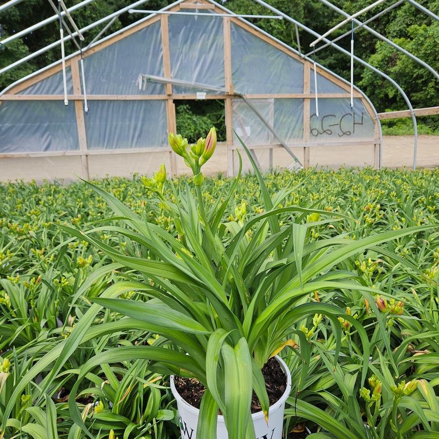 Hemerocallis hybrid Rainbow Rhythm® 'Storm Shelter'