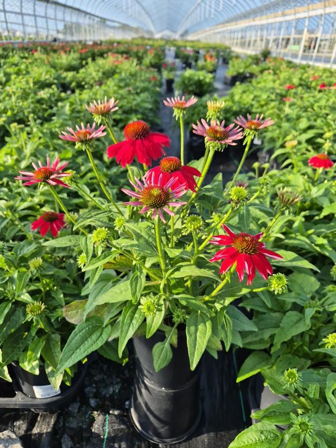Echinacea x Sombrero® Salsa Red