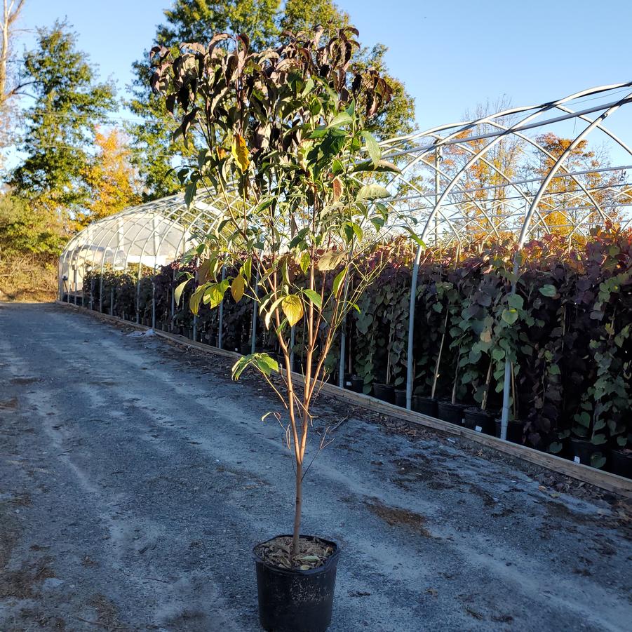 Cornus florida Ragin' Red™