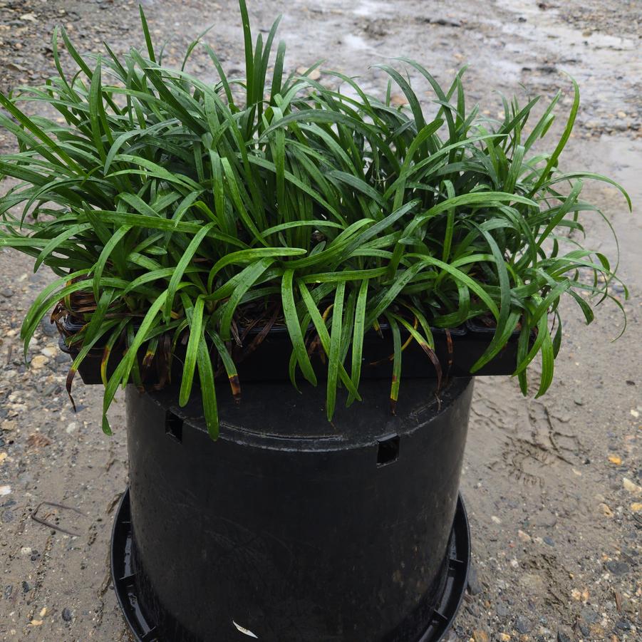Liriope muscari 'Royal Purple'