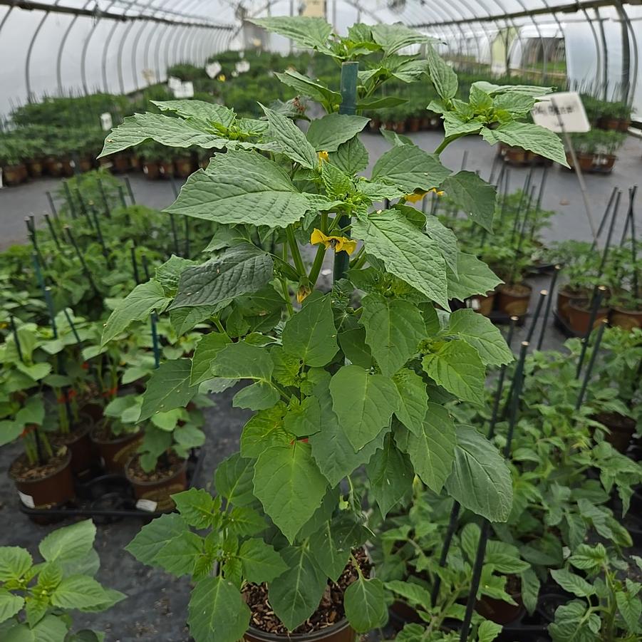 Tomatillo 'Tamayo'