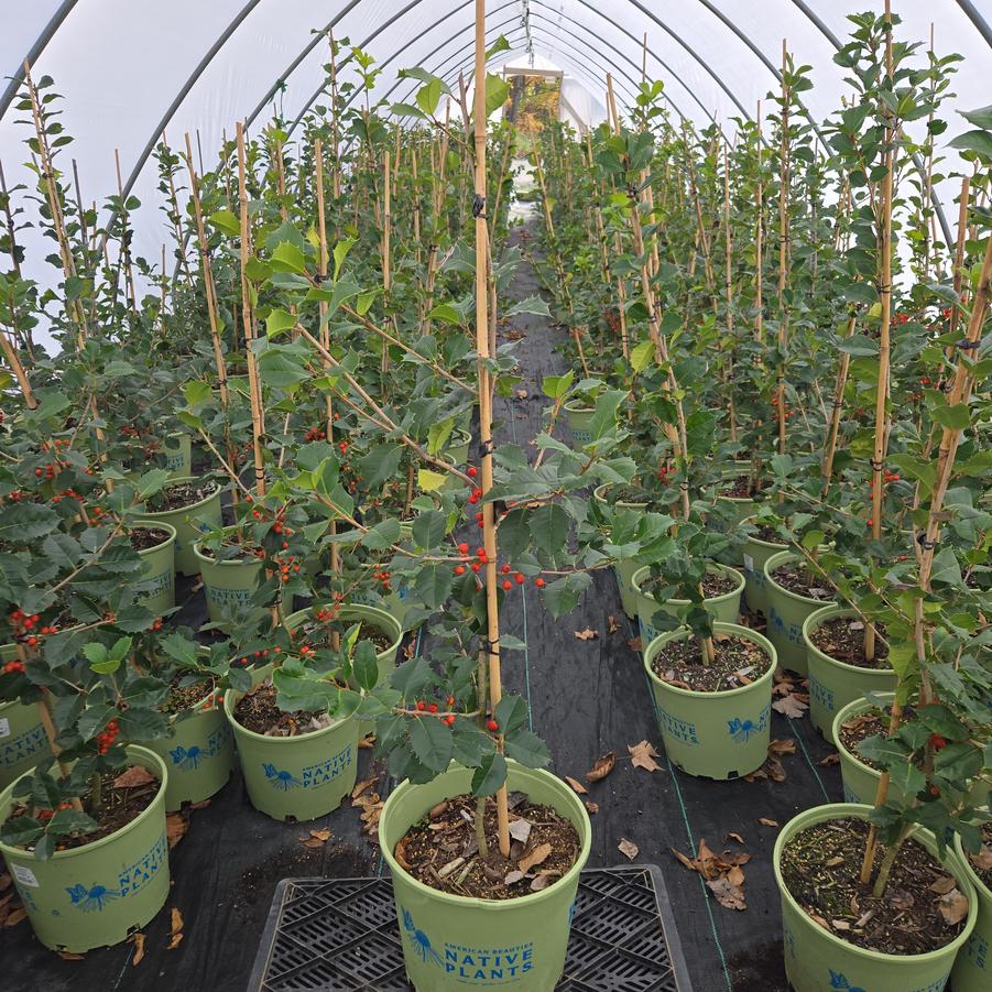 Ilex opaca 'Satyr Hill'