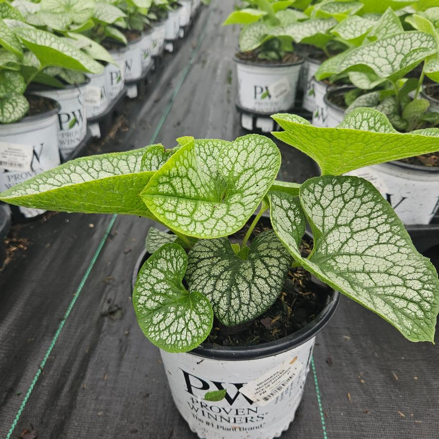 Brunnera macrophylla 'Jack of Diamonds'