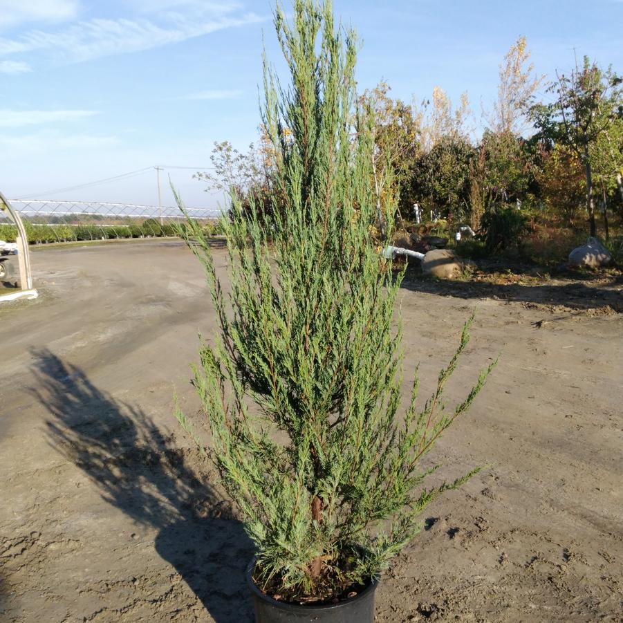 Juniperus scopulorum 'Skyrocket'