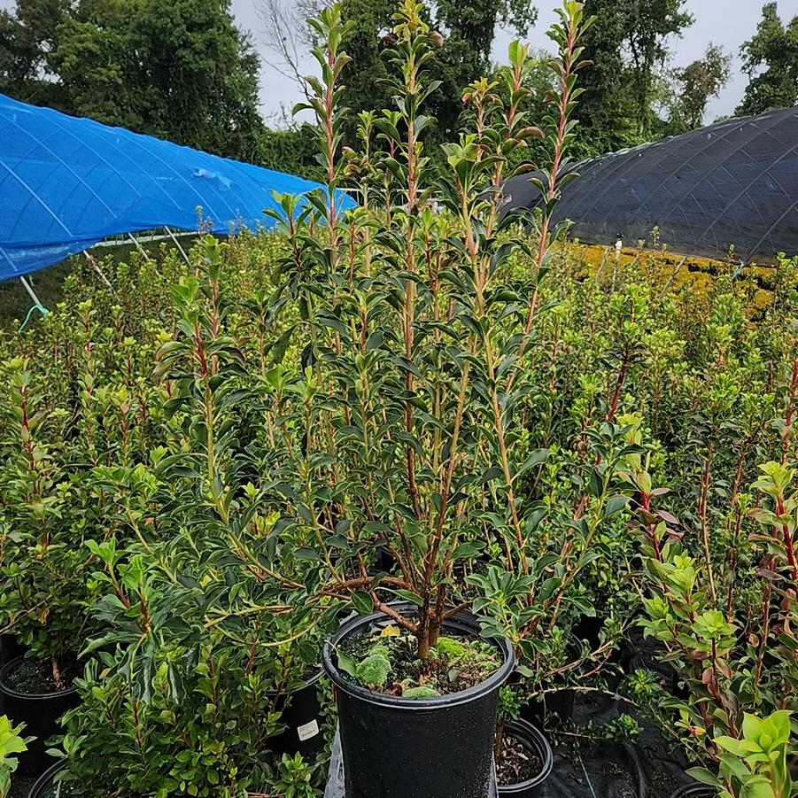 Enkianthus campanulatus 