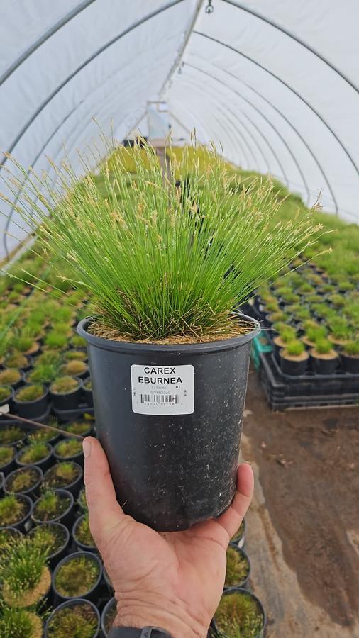 Carex eburnea 