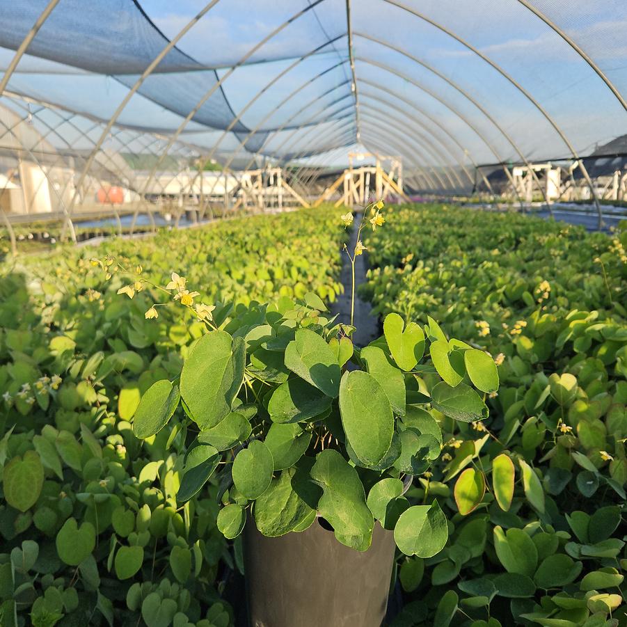 Epimedium versicolor Sulphureum