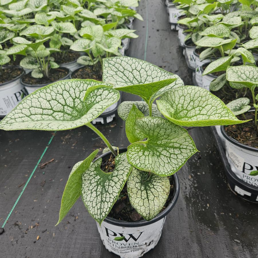 Brunnera macrophylla 'Queen of Hearts'