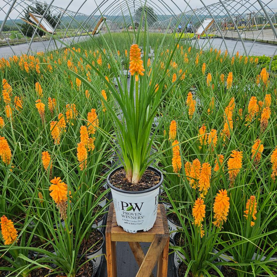Kniphofia Pyromania® 'Orange Blaze'