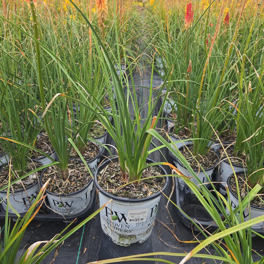Kniphofia hybrid Pyromania™ 'Rockets Red Glare'
