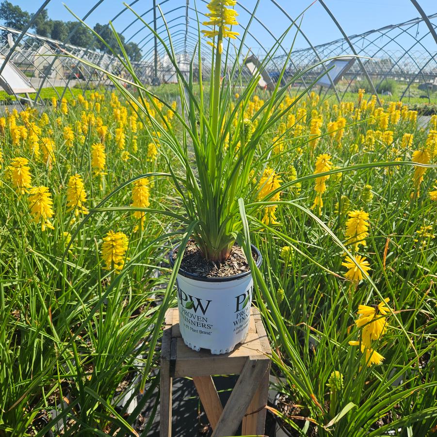Kniphofia Pyromania™ 'Solar Flare'