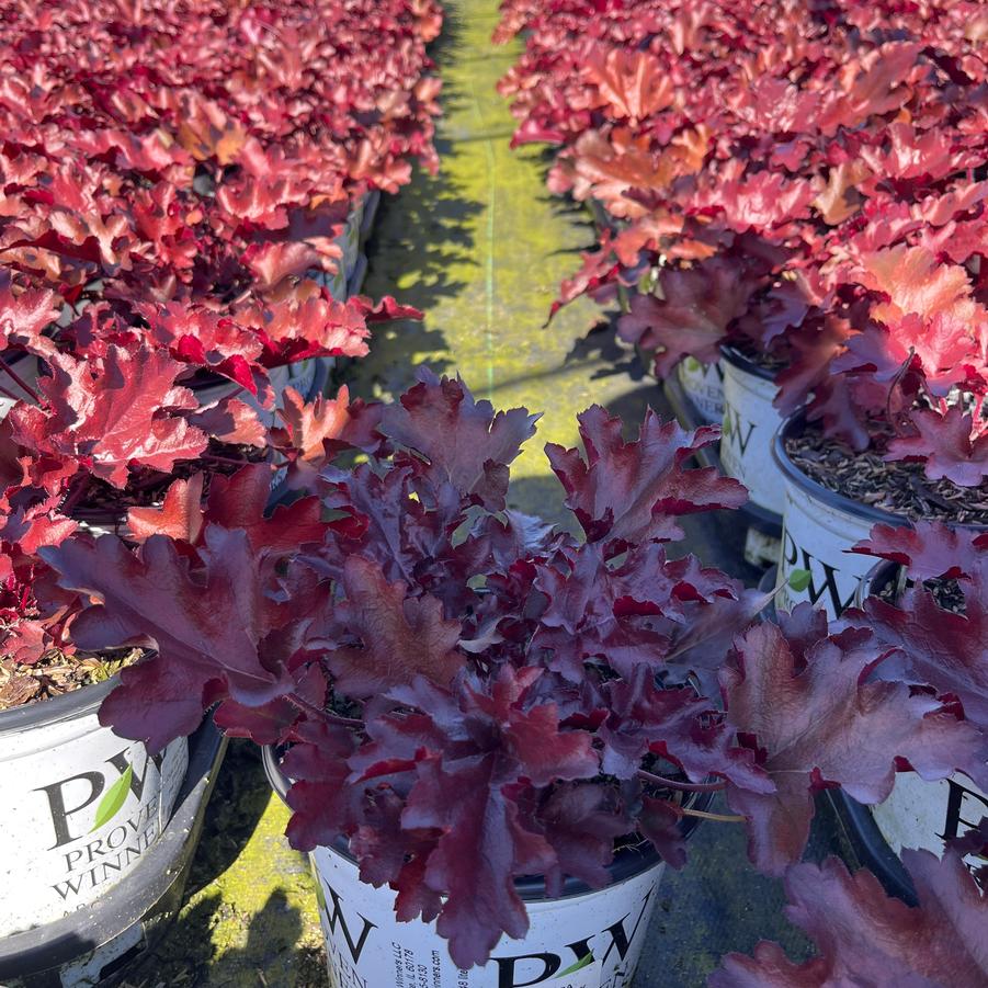 Heuchera hybrid Dolce® 'Cherry Truffles'