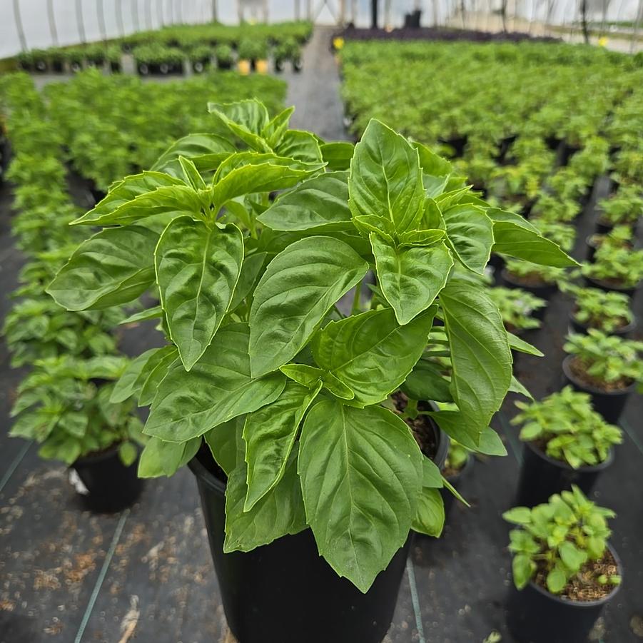 Ocimum 'Rutgers Obsession DMR'