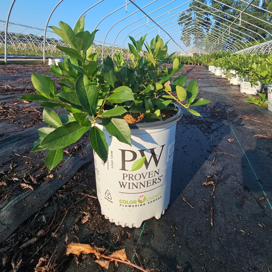 Aronia melanocarpa Ground Hug®