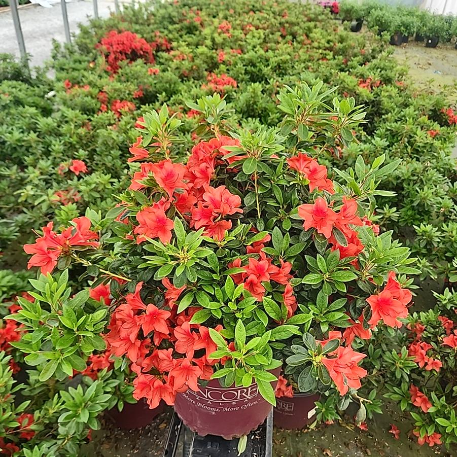Azalea Encore® Autumn Bravo®