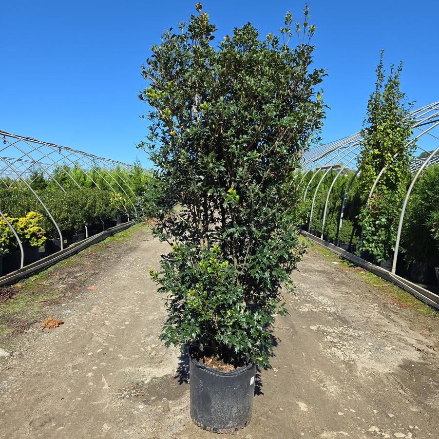 Osmanthus heterophyllus 'Gulftide'