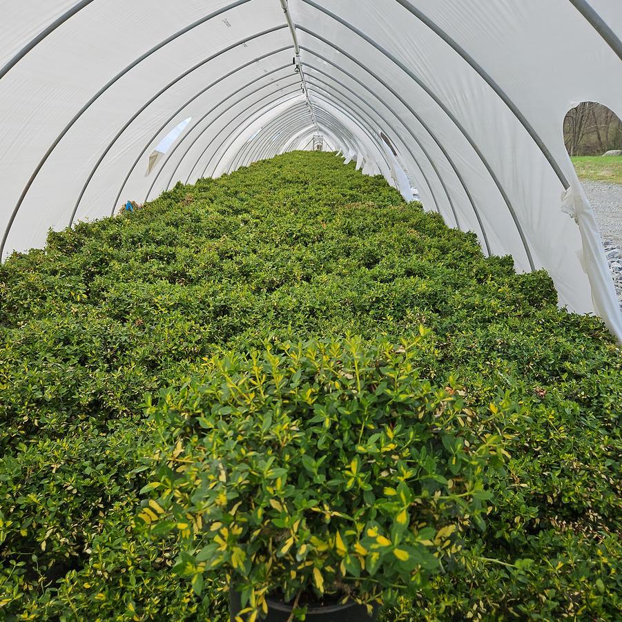 Euonymus fortunei 'Moonshadow'