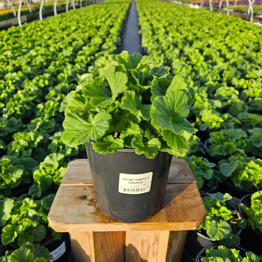 Geum Tempo™ Orange