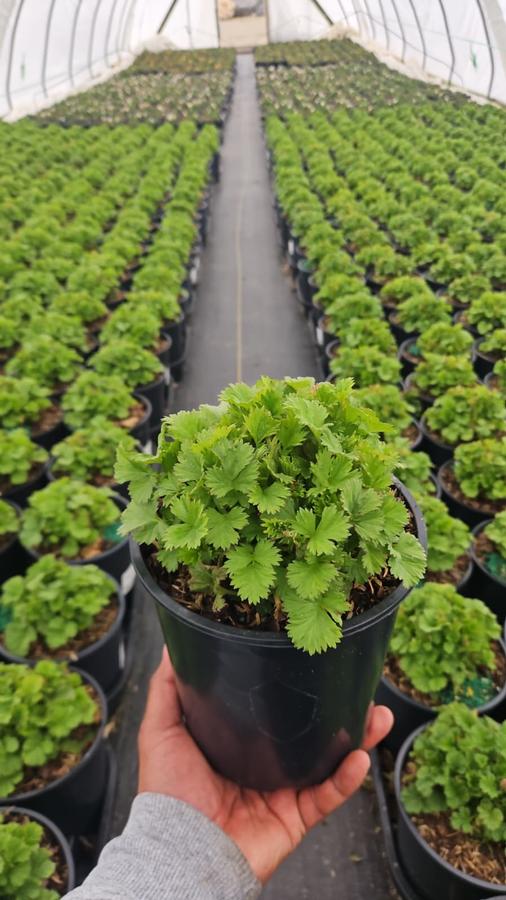 Geum Tempo™ Yellow