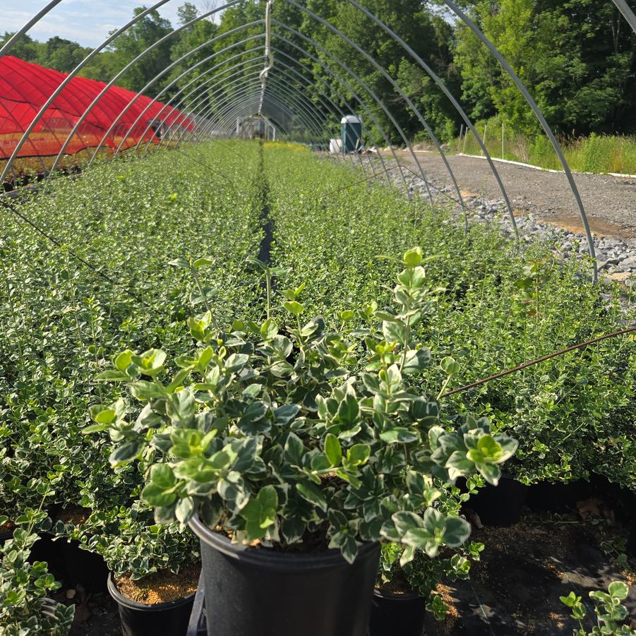 Euonymus fortunei 'Emerald Gaiety'