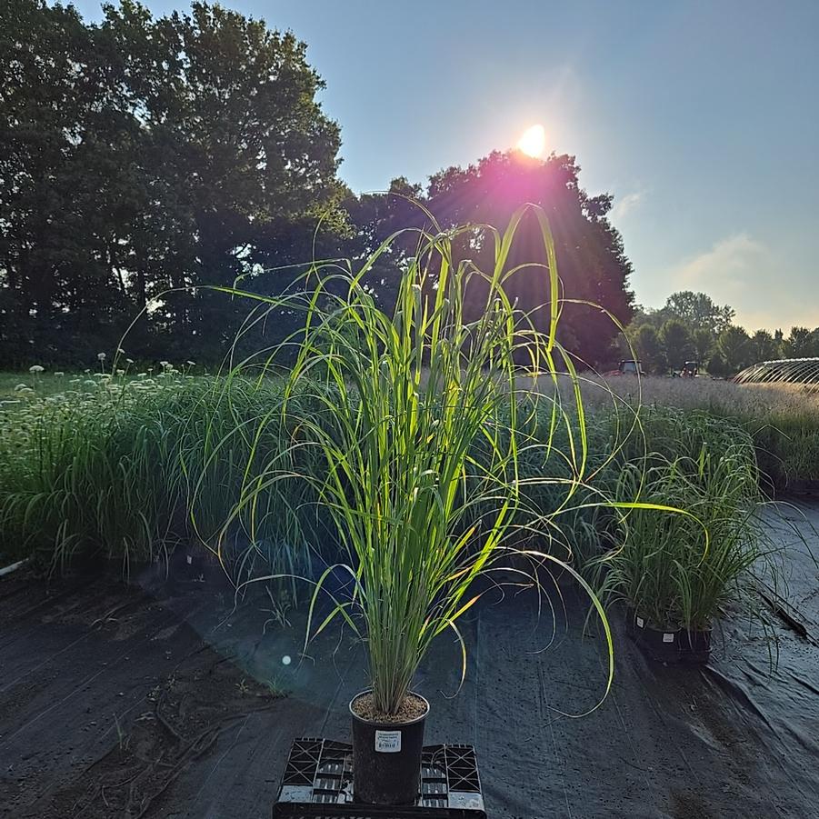 Calamagrostis brachytricha