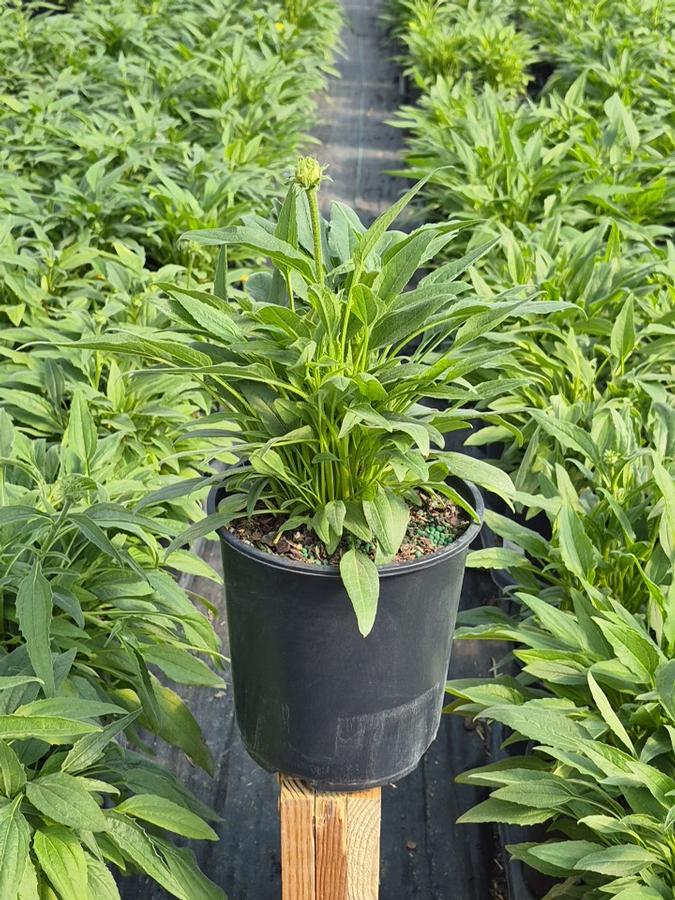 Echinacea purpurea Eye-catcher™ Canary Feathers