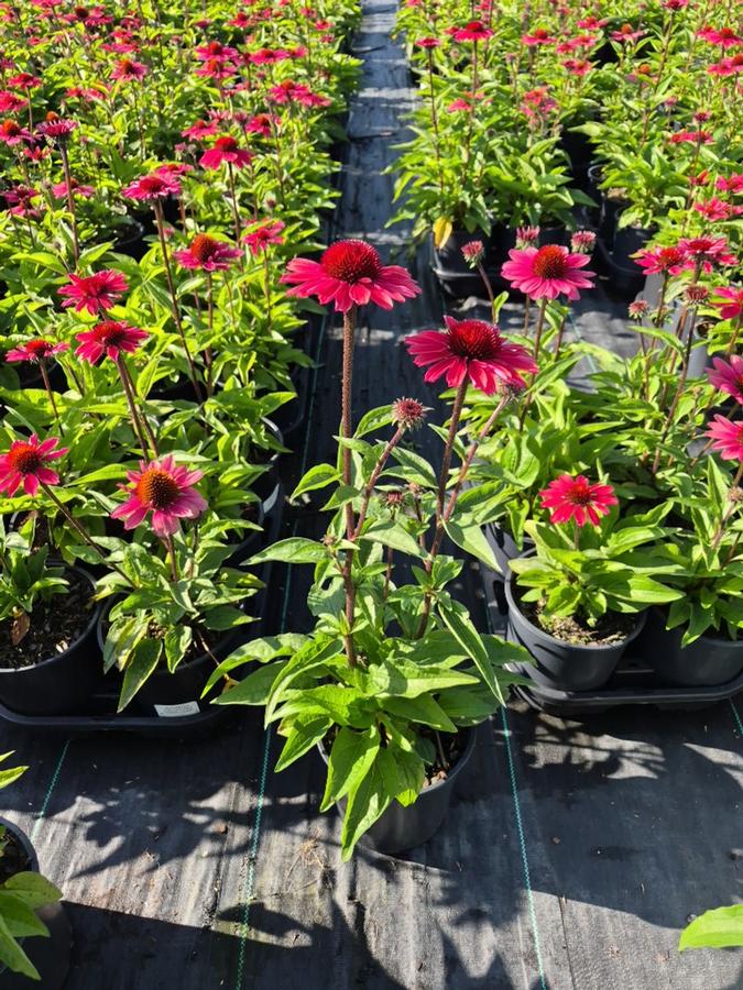 Echinacea purpurea Eye-Catcher™ Coral Craze