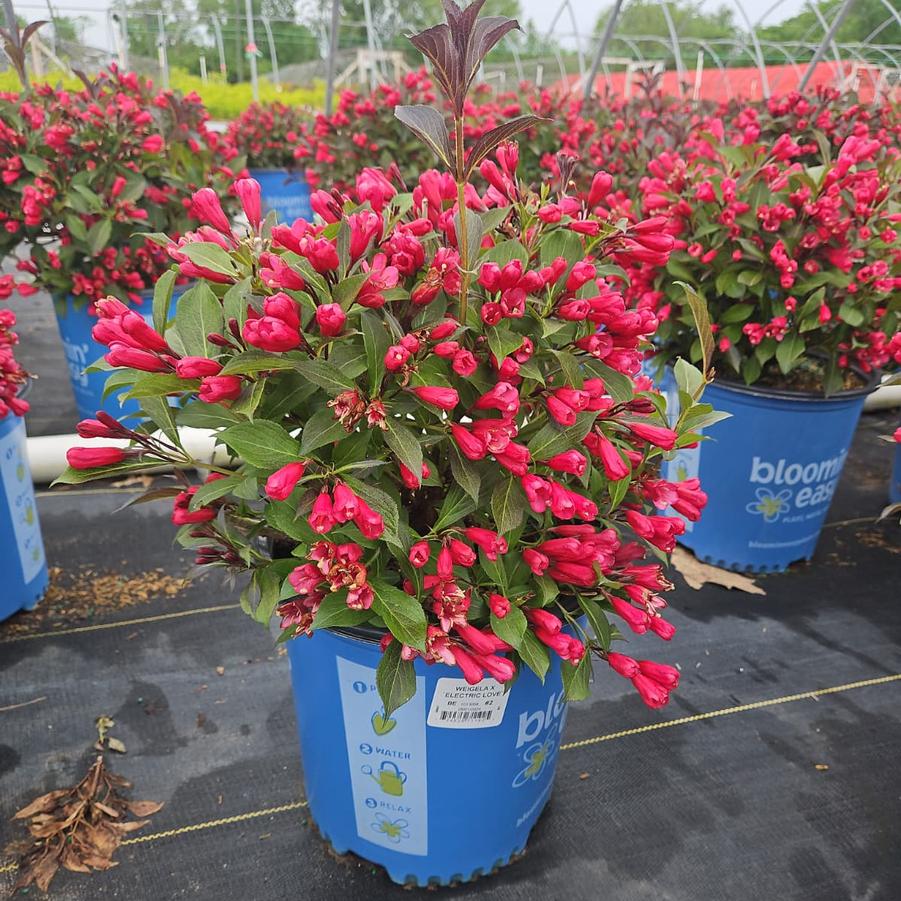 Weigela x Electric Love®