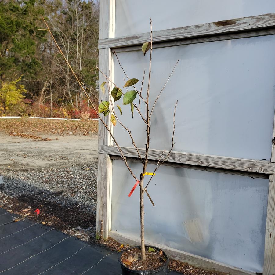 Prunus avium 3-in-1 Cold Climate