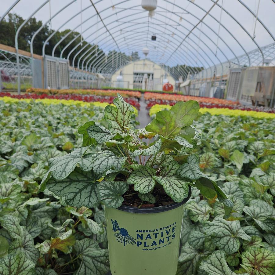 Heuchera americana 'Green Spice'