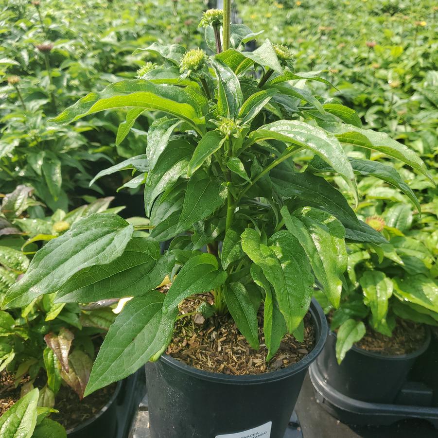 Echinacea x hybrida Sombrero® Tango Tangerine