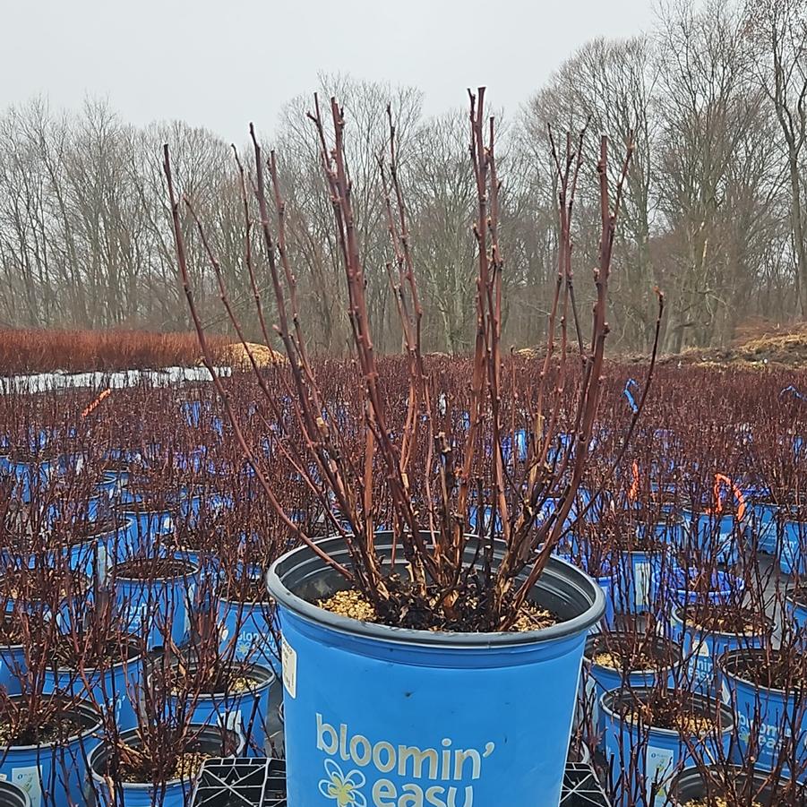 Physocarpus opulifolius Panther®