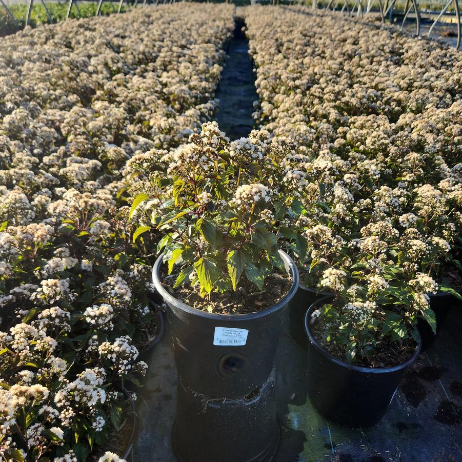 Eupatorium rugosum Chocolate