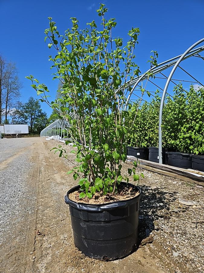 Viburnum dentatum NativeStar® 'Plum Pudding'