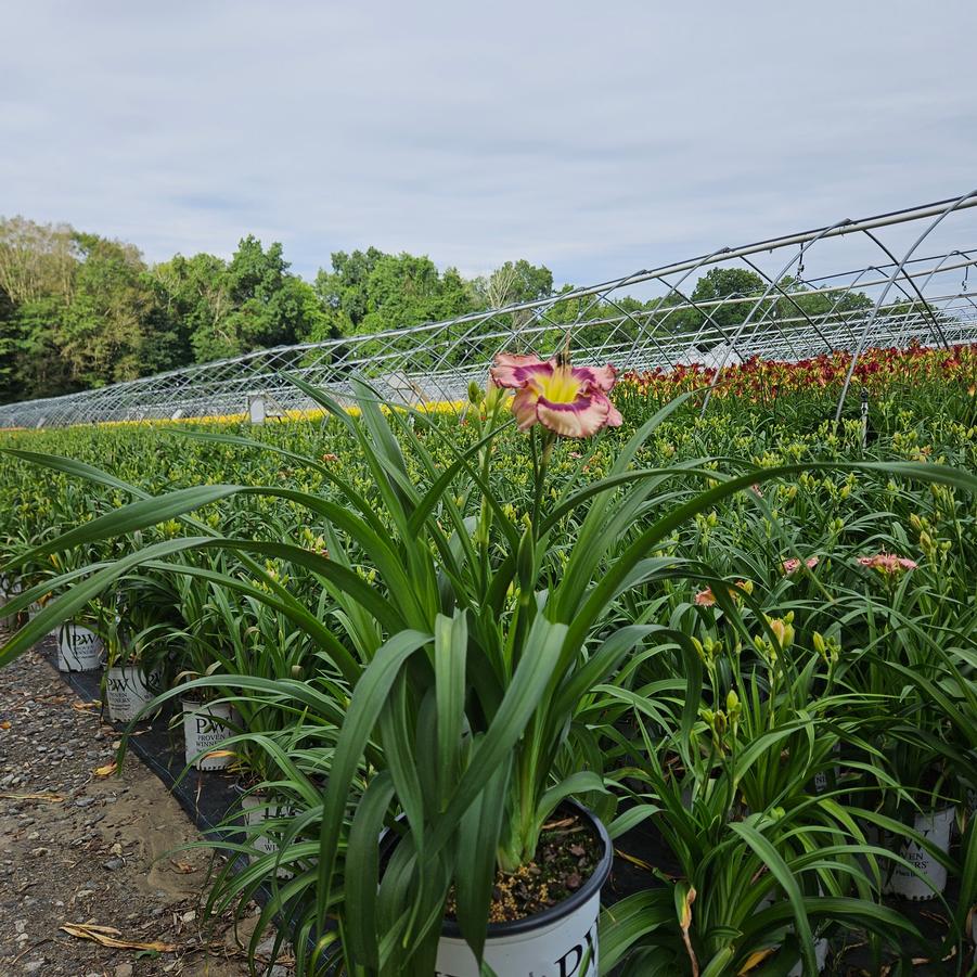 Hemerocallis hybrid Rainbow Rhythm® 'Sound of My Heart'