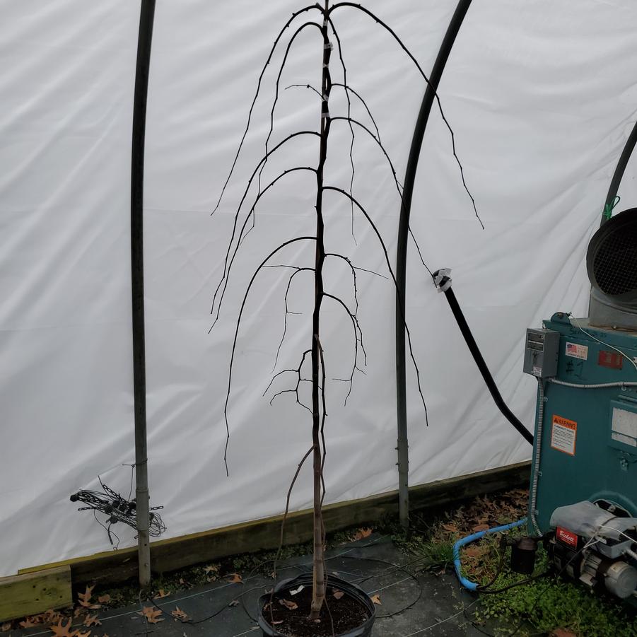 Cercis canadensis Golden Falls®