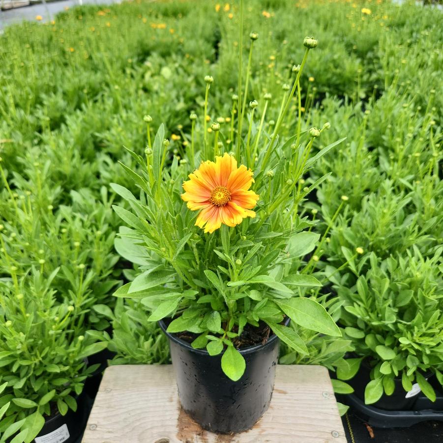 Coreopsis x Li'l Bang™ 'Darling Clementine'