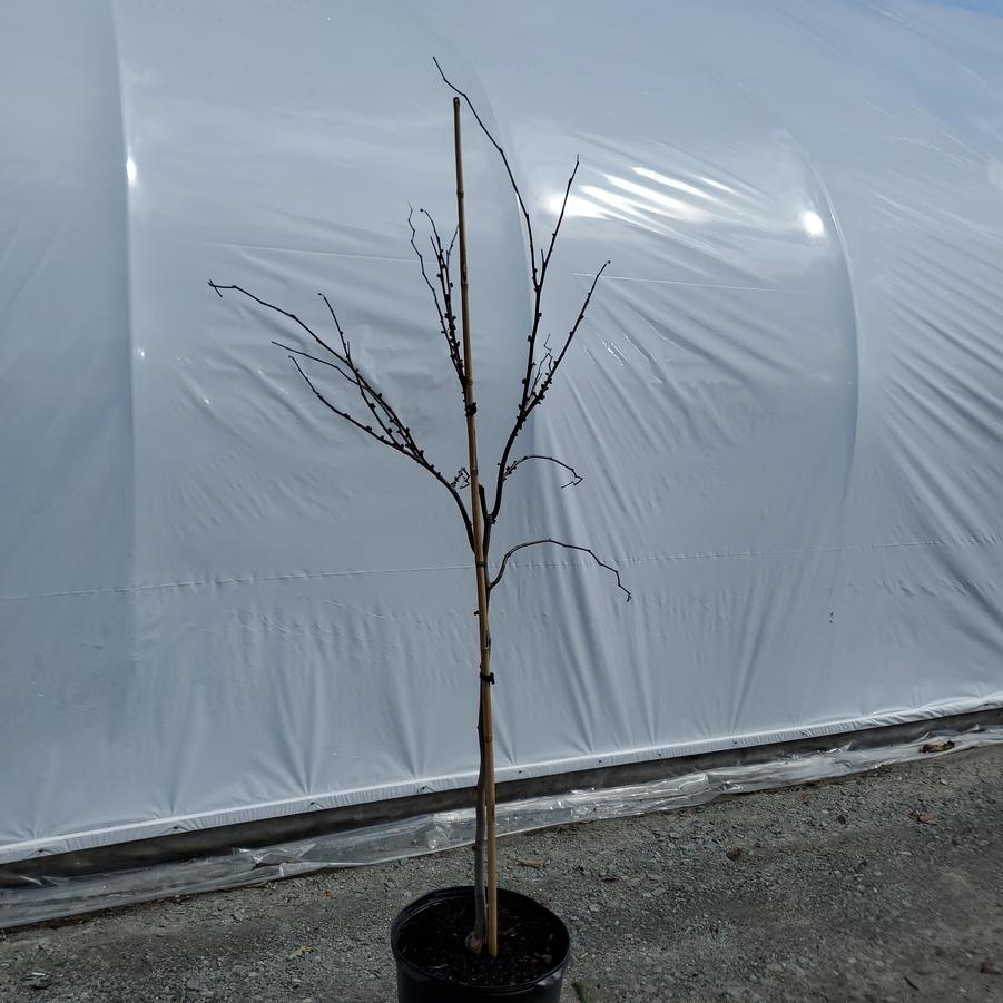 Cercis canadensis 'Appalachian Red'