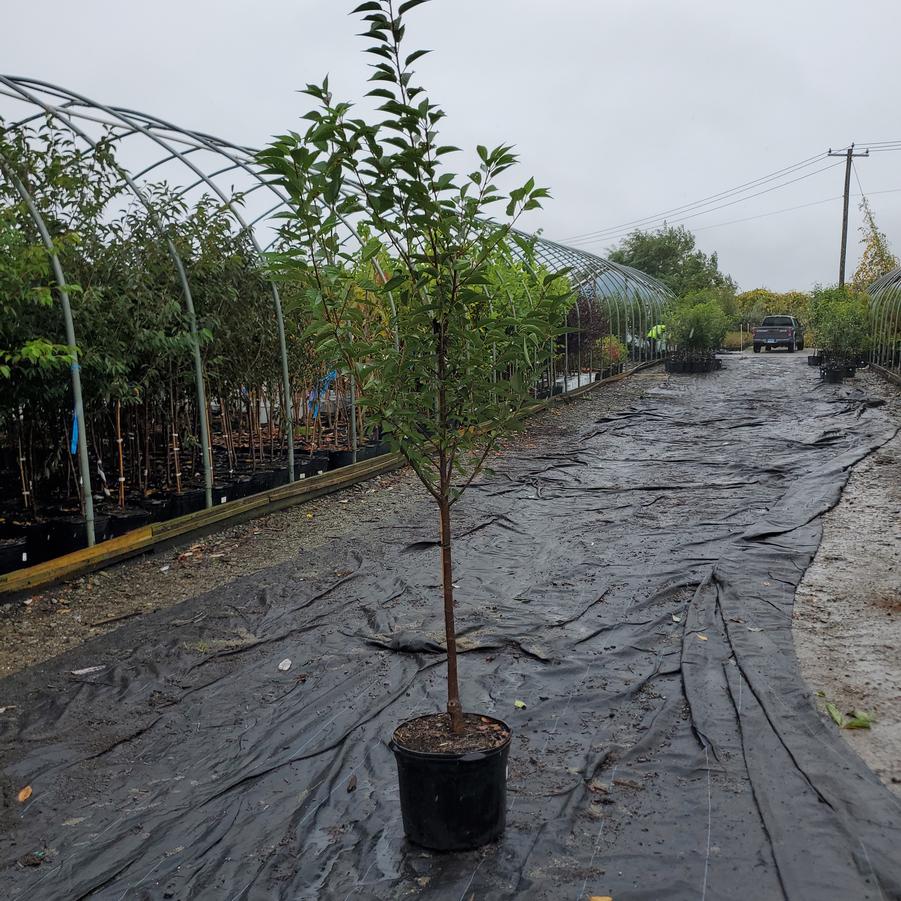 Prunus First Blush®