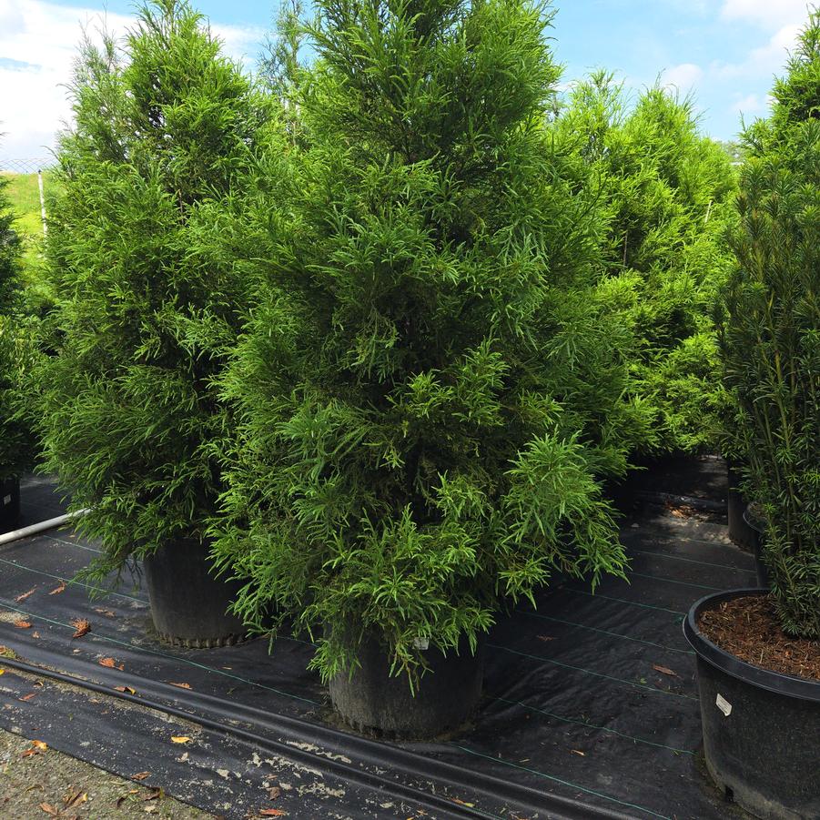 Cryptomeria japonica Yoshino